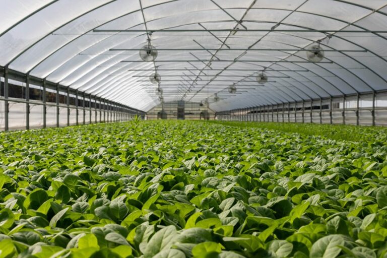 prevent algae in hydroponics