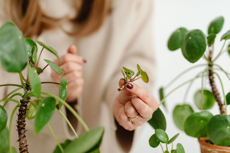 propagating prayer plant cuttings