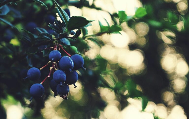 prune mulberry trees correctly