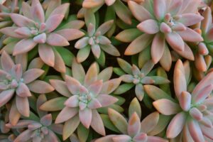 resurrection plant care secrets