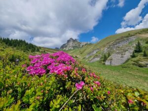 secrets to rhododendron longevity