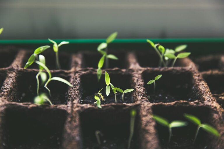 seeds rarely mostly cuttings