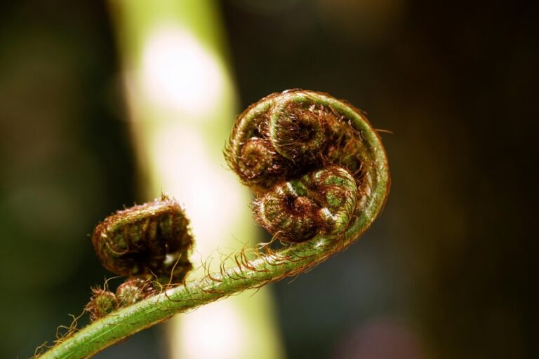 snake plant leaf browning