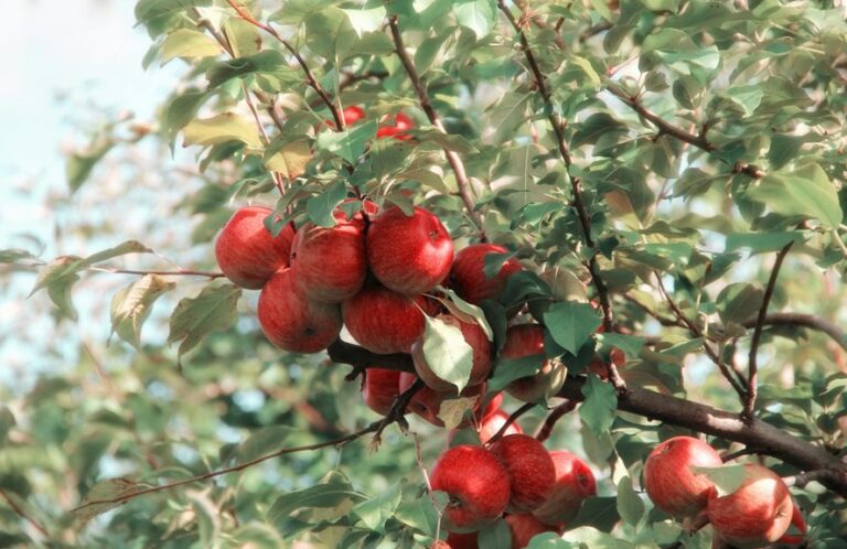 top traverse city apple orchards