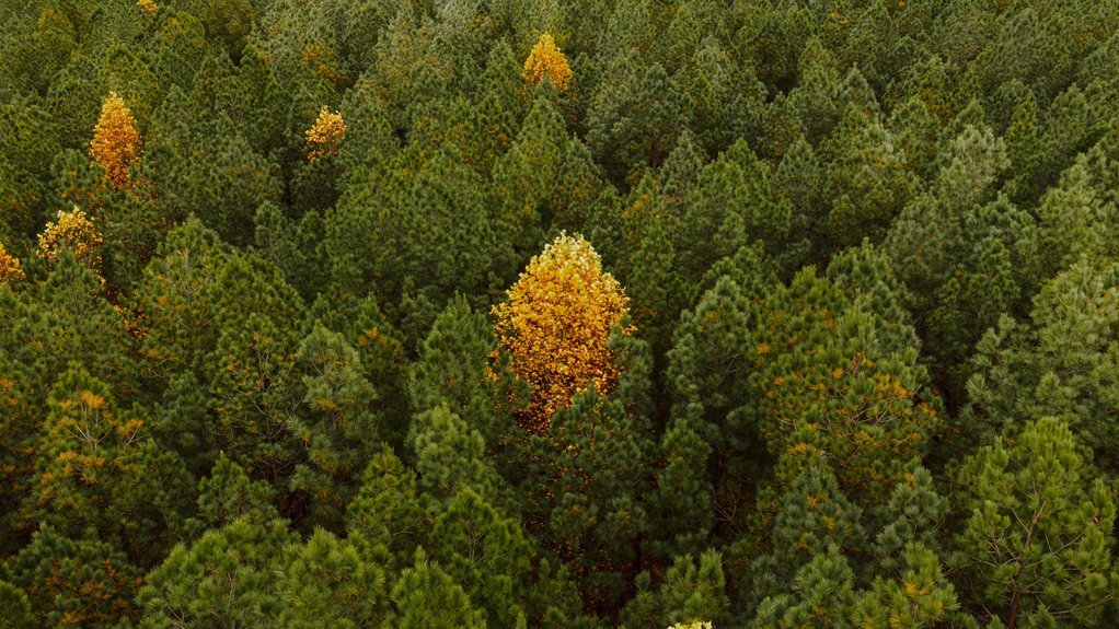 vivid yellow leaf solutions