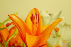 anthurium fertilizer for growth