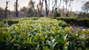 best pole hedge trimmers