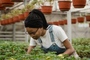 indoor plant fertilizer recommendations