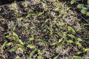 microgreen trays for home