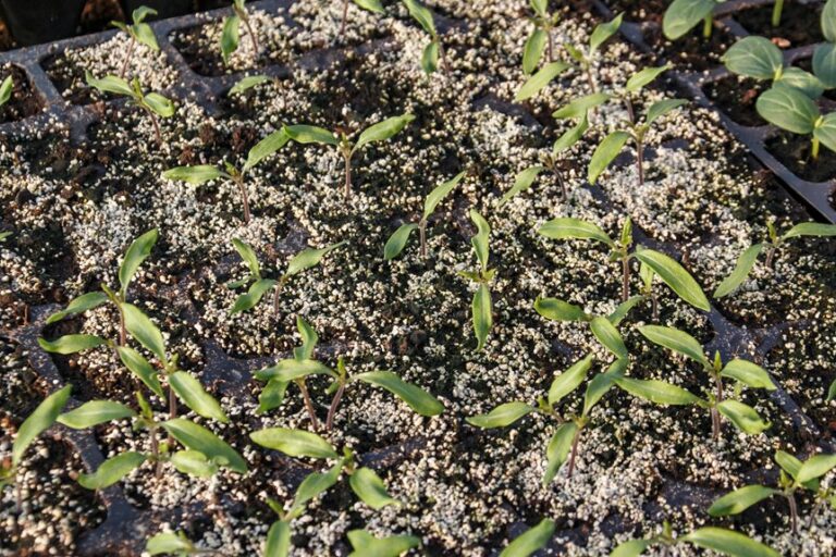 microgreen trays for home