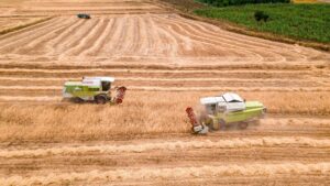optimal soils for blueberries