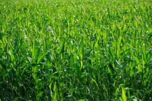 phosphorus fertilizers for growth