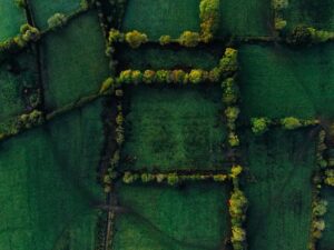 rhododendron fertilizers for blooms