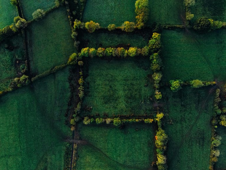 rhododendron fertilizers for blooms