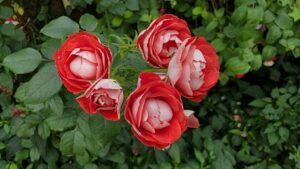 top fertilizers for roses