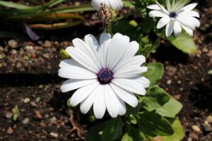 top garden tiller recommendations
