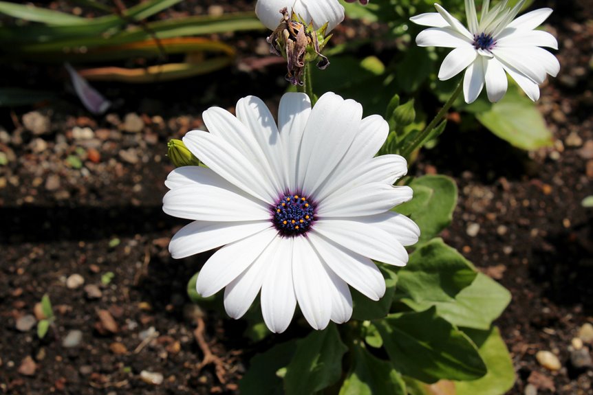 top garden tiller recommendations