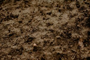 top lawn fertilizers 2026