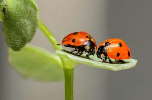 top mulches stop weeds