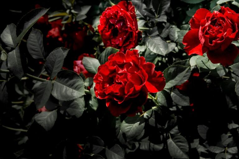 top rose bush recommendations
