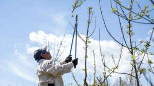 top tree loppers 2026