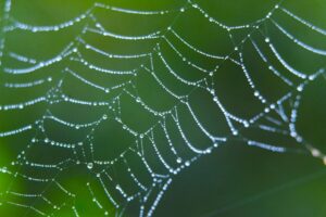 wildlife friendly garden protection solutions