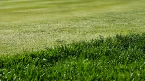 How To Reverse Lawn Fertilizer Burn