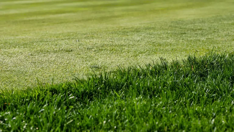 How To Reverse Lawn Fertilizer Burn