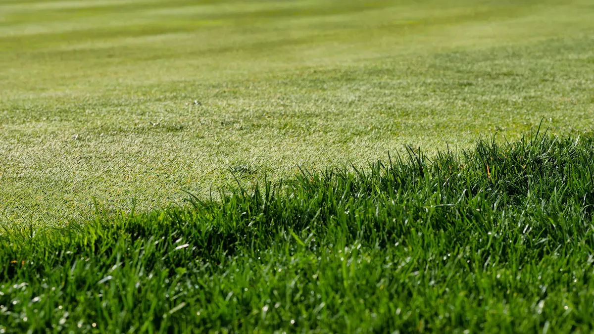 Causes of Fertilizer Burn