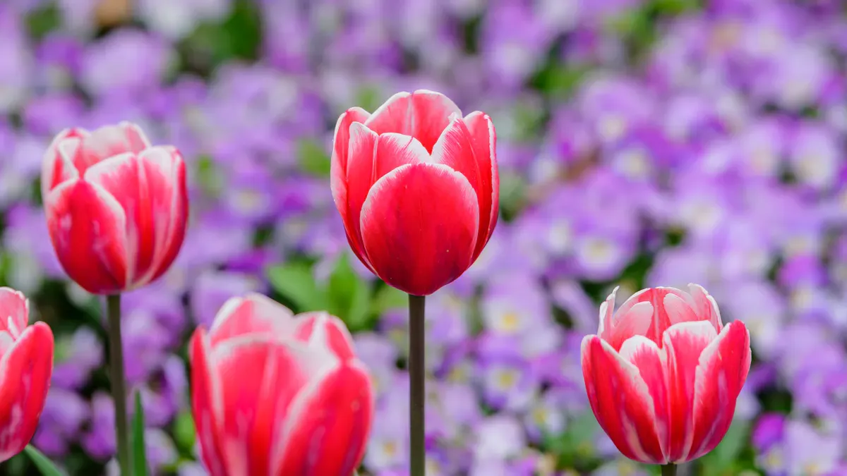 Spring Garden Maintenance