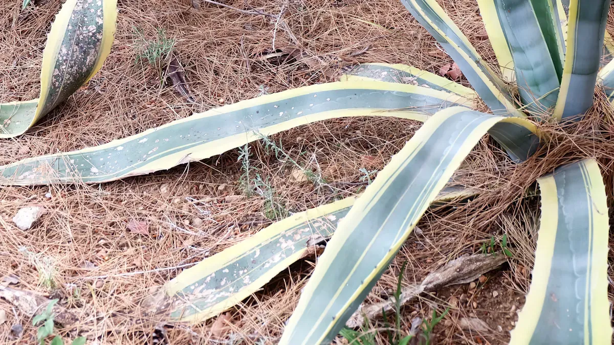 Drought Resistant Plants: Beautify Your Garden Without Wasting Water