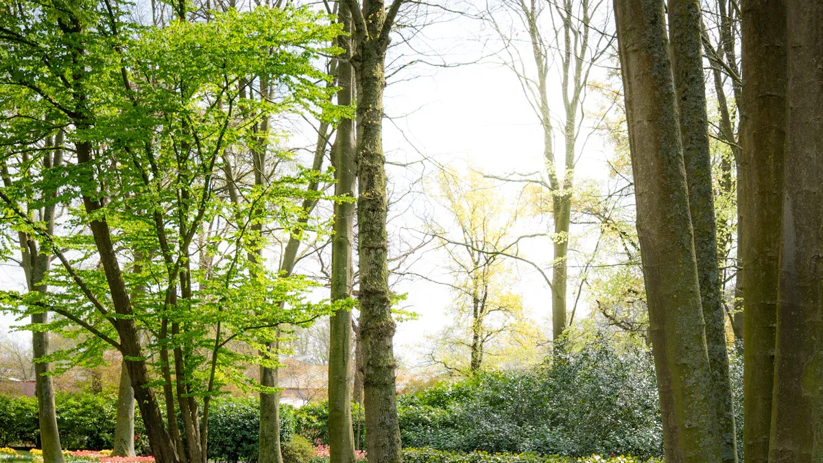 Top Shade Perennials