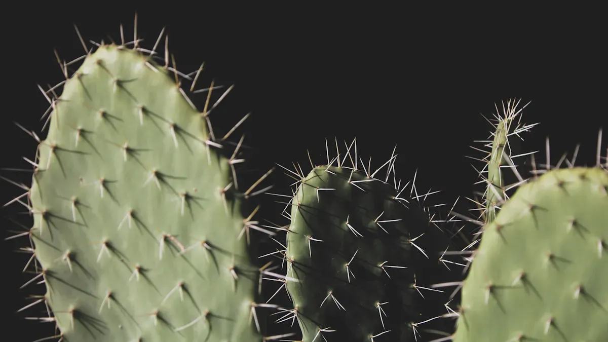 Best Drought Resistant Plants