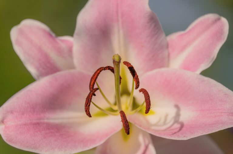 parts of a flower